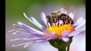 Bringing Bees, Butterflies & Birds to the Garden | Mitre 10 Easy As Garden