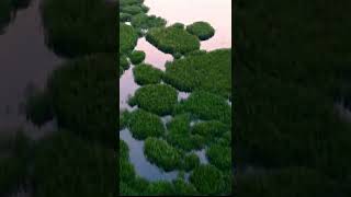 Sundarbans Forest Facts in Hindi