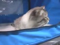 Nasty Hangover Cat  Funny Cat Videos   2014 Mp3 Song