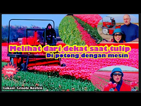 Video: Memaksa Tulip Di Musim Gugur