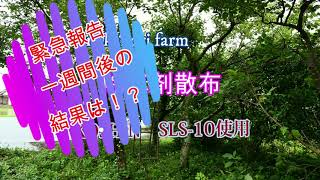 「nakanori farm」緊急報告！　KOSHIN充電式噴霧器　SLS-10使用　除草剤散布します。それの約1週間後の結果（効果）報告です。