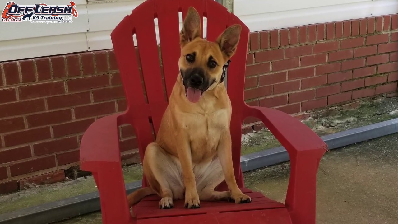 malinois dog cattle