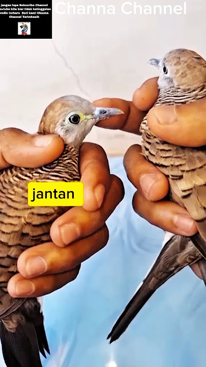 3Ciri Mutlak Perbedaan Perkutut jantan dan Betina#viralshort #perkutut #burung,Channa Channel