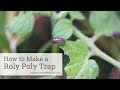 How to Catch Roly Polies in a Potato Trap