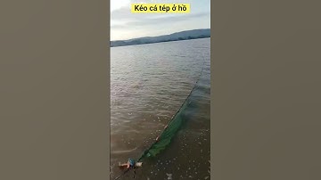 👉 24h đầu tiên thử lưới vét cá nhỏ ở hồ lớn | Lưới quét cá, lưới kéo cá cực hiệu quả #shorts