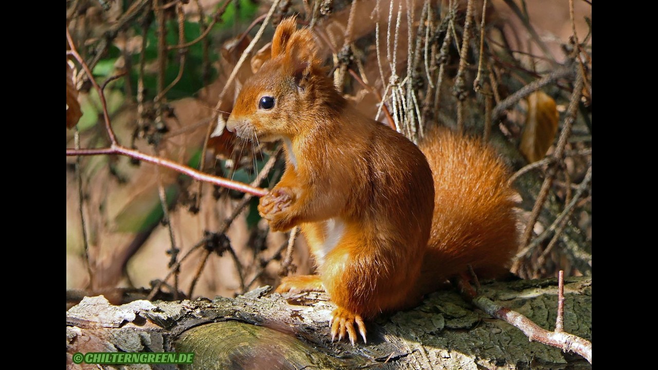 Für Julia - Wald (Entspannung ohne KI / Relaxation without AI)