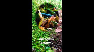 Креветки, разные / shrimps