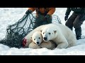 Cave Collapse - Polar Bear Trapped and Life at Risk in the Tundra!