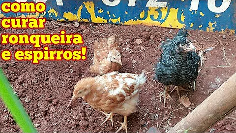 Como acabar com a gripe das galinhas?