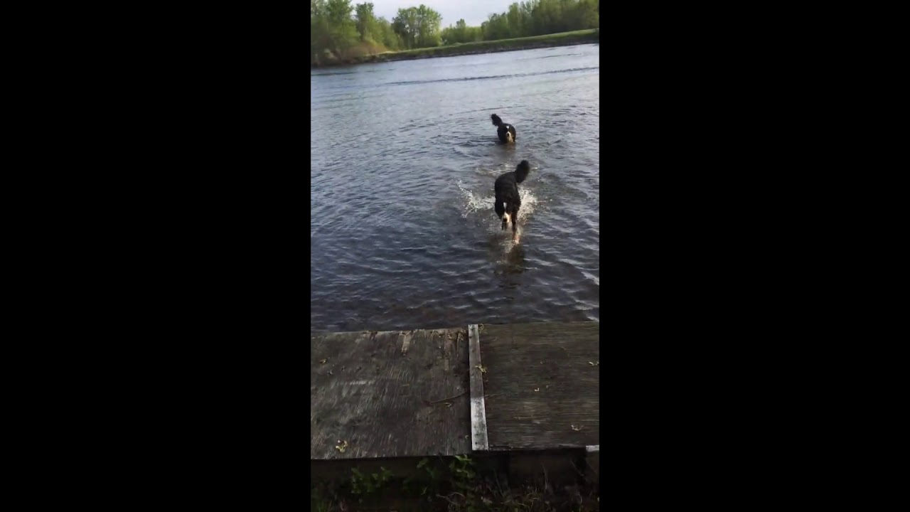 rumble video upload Young Scared Dog Skips Across Water