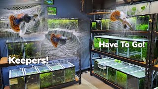 Maintaining Guppy Strains How I Select My Breeders Platinum Dumbo Ear Red Mosaic Guppies