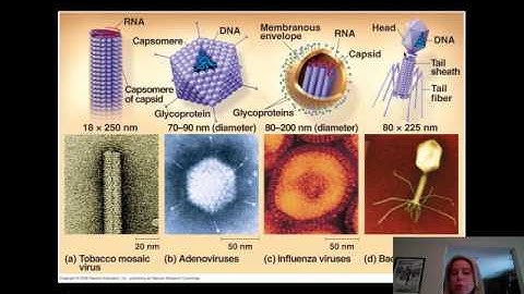 BIO 112 Viruses Part I