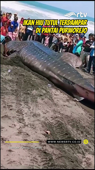Ikan Hiu Tutul Terdampar Di Pantai Purworejo