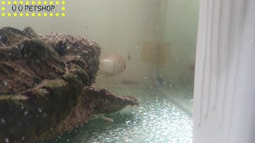 Rùa Alligator Snap ăn cá mập trắng tại Ú Ù PETSHOP