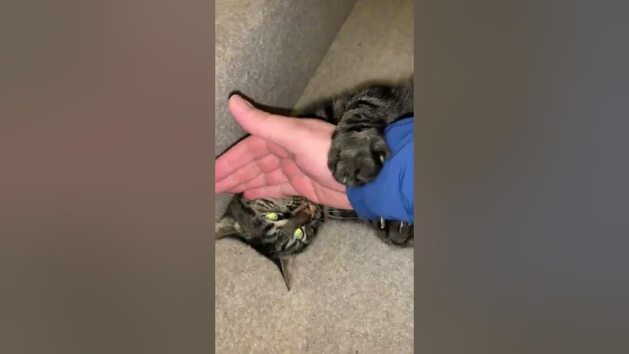 Cats like chlorine YouTube