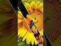 image of sunflowers #sunflower_field #sunflower_garden #sunflower_status #🌻🌻#youtubeshorts #shorts
