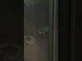 #food#racoon #eating