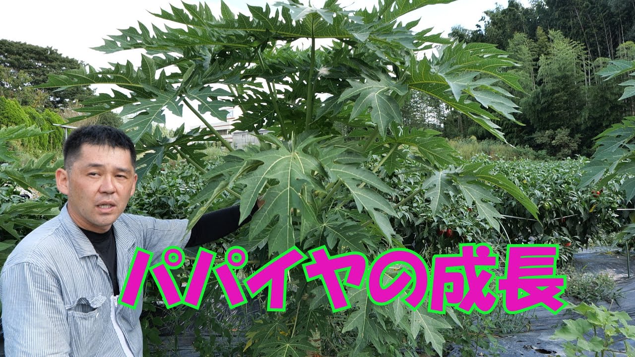 パパイヤの成長の様子と野菜収穫など20/9/6＃1056