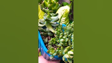 Thumbnail of SEDUM CALIFORNIA SUNSET #sedum #lowland #succulentslover #succulentlife #cns