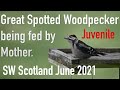 Great Spotted Woodpecker GSW feeding fledgling. Nikon Z6ii Sigma 150-600C