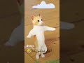 الواد ده مين ده رقاصة مصر One ترند اليوتيوب الاول القطة المشمشية الراقصة Shorts 2023 Funny الواد ده مين ده رقاصة مصر One ترند اليوتيوب الاول القطة المشمشية الراقصة Shorts 2023 Funny