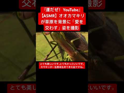 【ASMR】オオカマキリが草原を背景に「愛を交わす」姿を撮影 #sdgs #クワガタ #虫の音 #insects #sound #虫の声 #bug #asmr #昆虫 #yt #mating