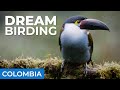 Toucan and hummingbird heaven  caldas colombia  field guides