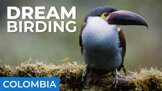 Toucan and Hummingbird Heaven | Caldas, Colombia | Field Guides