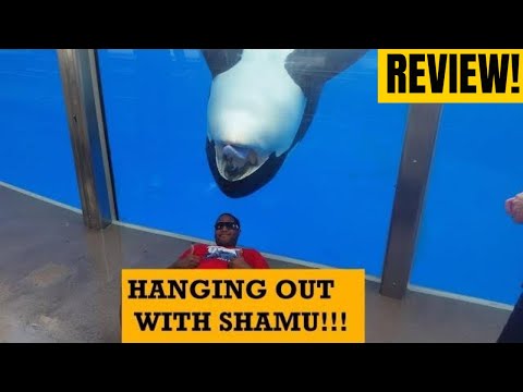 SeaWorld Orlando Killer Whale Insider Tour & Review