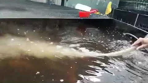 Testing system nano bubbles in aquaculture