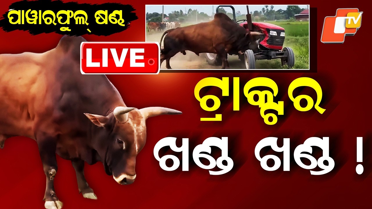 🔴Live | ଟ୍ରାକ୍ଟରକୁ ଟେକି କଚାଡ଼ି ଦେଲା | Tractor | Bull | Viral Video | Odisha News | OTV