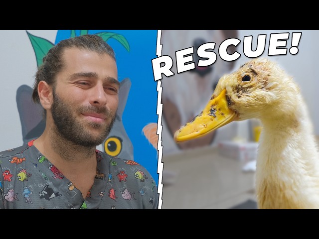 Erkak toldirilgan oyinchoqni sikmoqda (porno onlayn)