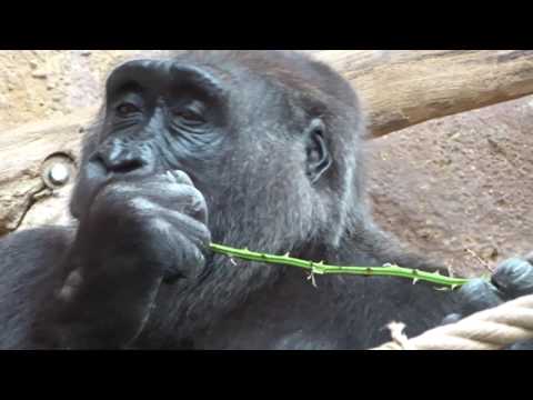 Video: Ľudia A Opice Spochybňovali Základné Postavenie Hospodárstva - Alternatívny Pohľad