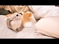 うさぎと猫の姉弟にお布団で待ち伏せされてたのでとりあえず寝かしつけます うさぎと猫の姉弟にお布団で待ち伏せされてたのでとりあえず寝かしつけます
