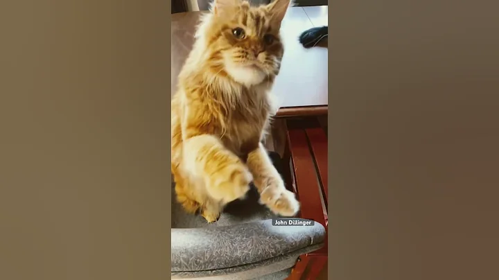 Watch the video about John Dillinger graceful grab