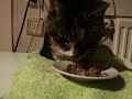 Ziggy eet niet