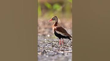 Burung Belibis, burung yang mirip bebek #shorts #viralvideo #animals #hewan #binatang #burung