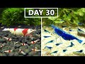 Breeding shrimp in 100 days caridina vs neocaridina