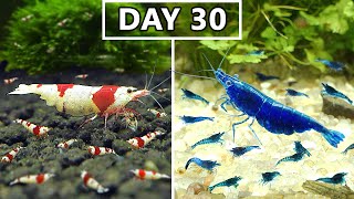 Breeding Shrimp in 100 Days! Caridina VS Neocaridina