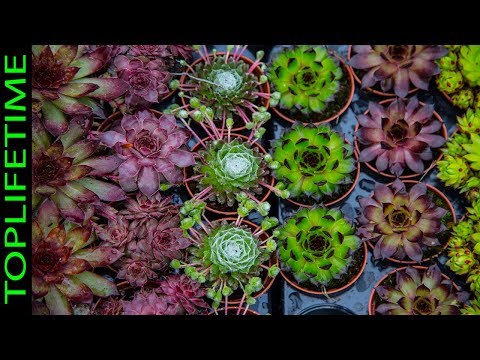 Vídeo: Què és una planta de Trachyandra: informació sobre les plantes de Trachyandra