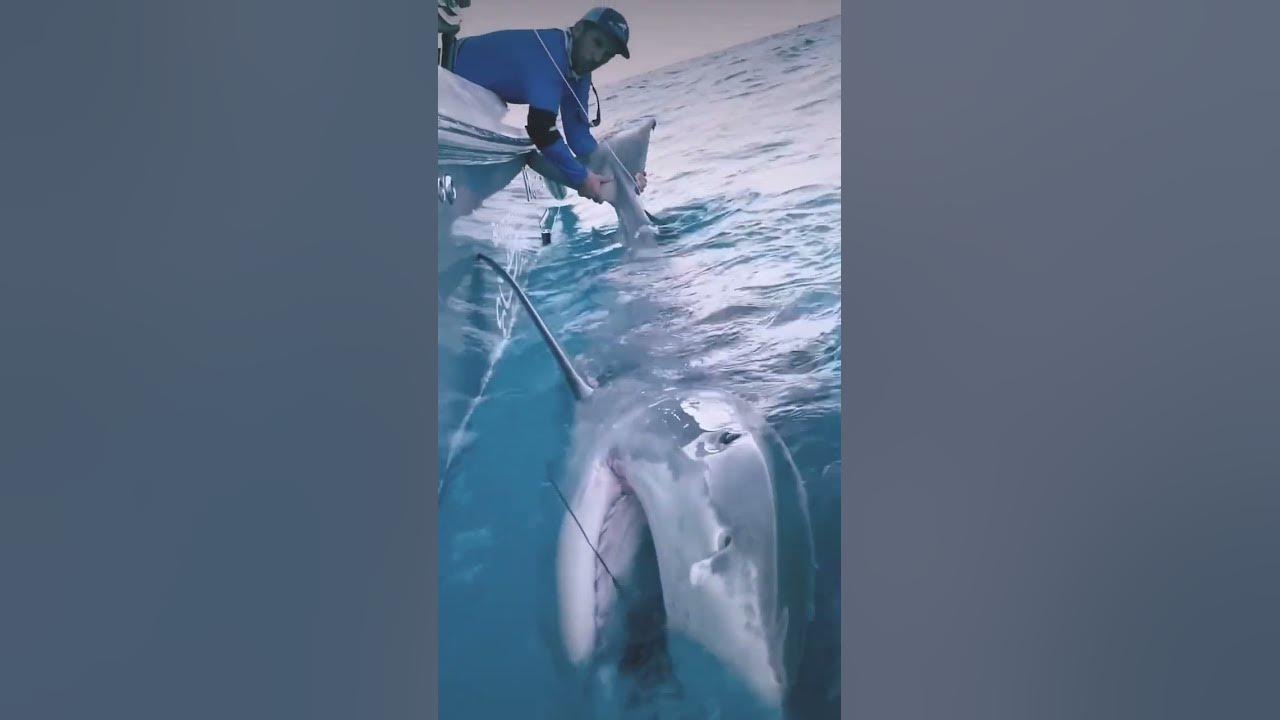 Shark caught on camera - YouTube