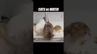 Water these cats doing? #kittisaurus #cats #water #challenge