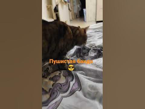 Банда) #кот #коты #кошки #смешныевидео - YouTube