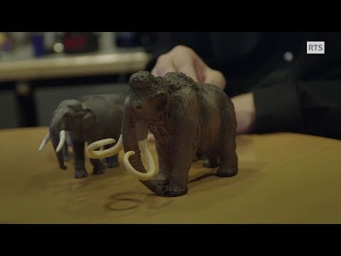 Vidéo: Une Nouvelle Raison De L'extinction Des Mammouths A été Nommée - Vue Alternative