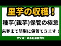 [家庭菜園]里芋　里芋の保管方法（里芋の収穫シリーズ）　里いも　里イモ