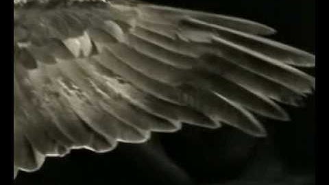 JSP - Monarch Of The Clouds