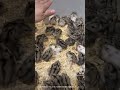 #animals #ハムスター #ハムスターかわいい面白い #ハムスターのいる生活 #ハムスター癒し #ハムスター好き #ハムスター好き #ハムスター好きと繋がりたい #ハムスター動画 #はむすたー