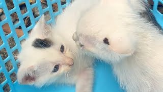 adorable cats 🙏❤️( những con mèo đáng được yêu)#catlover #catvideos #cutecat #cat#cats