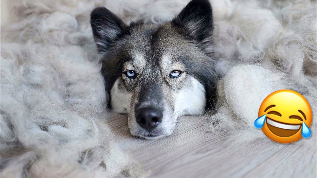 How My Huskies Deal With Shedding Season YouTube
