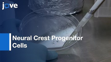 Neural Crest Progenitor Cells derived from hPSCs | Protocol Preview
